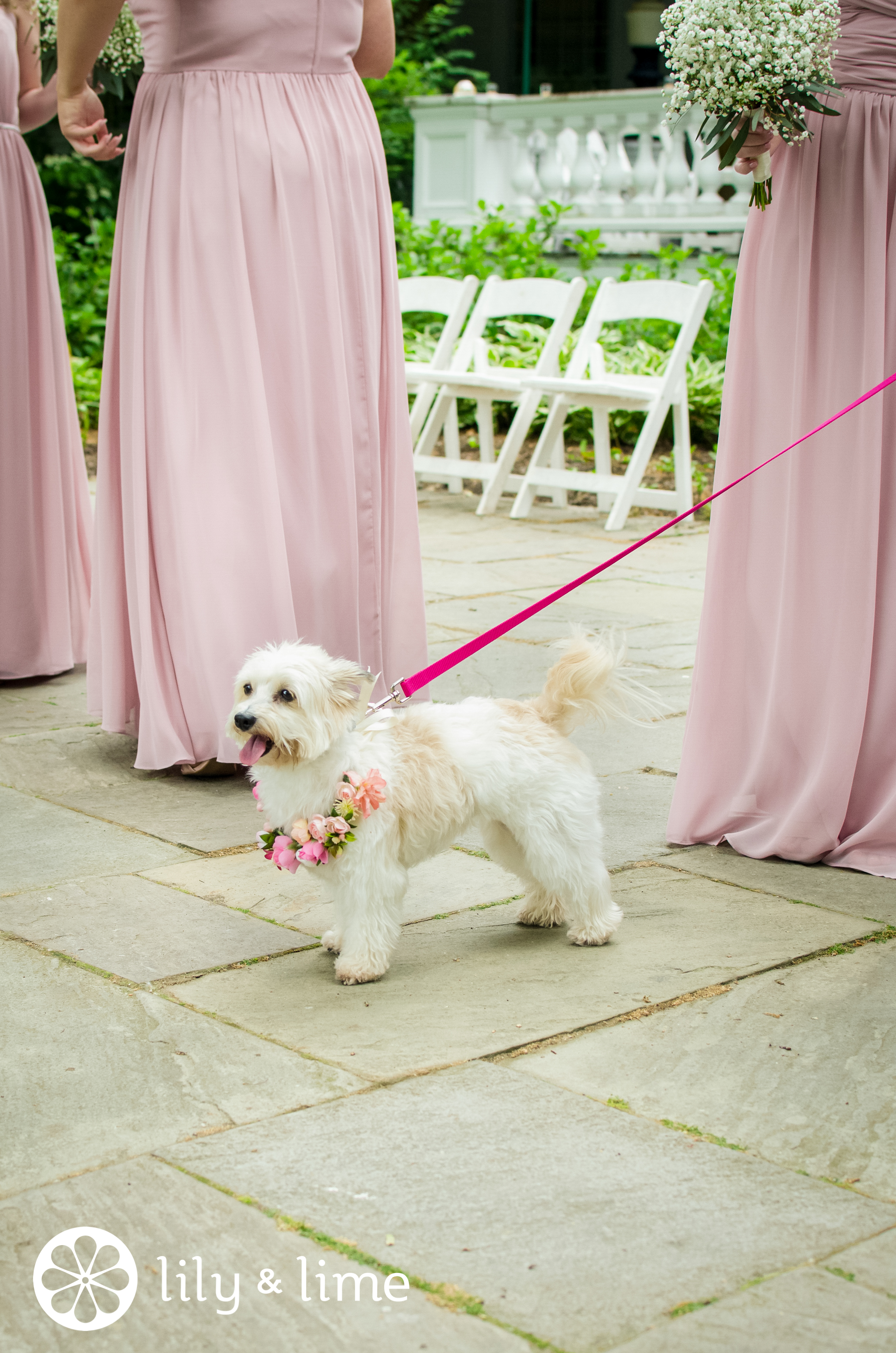 dog involved in wedding ceremony