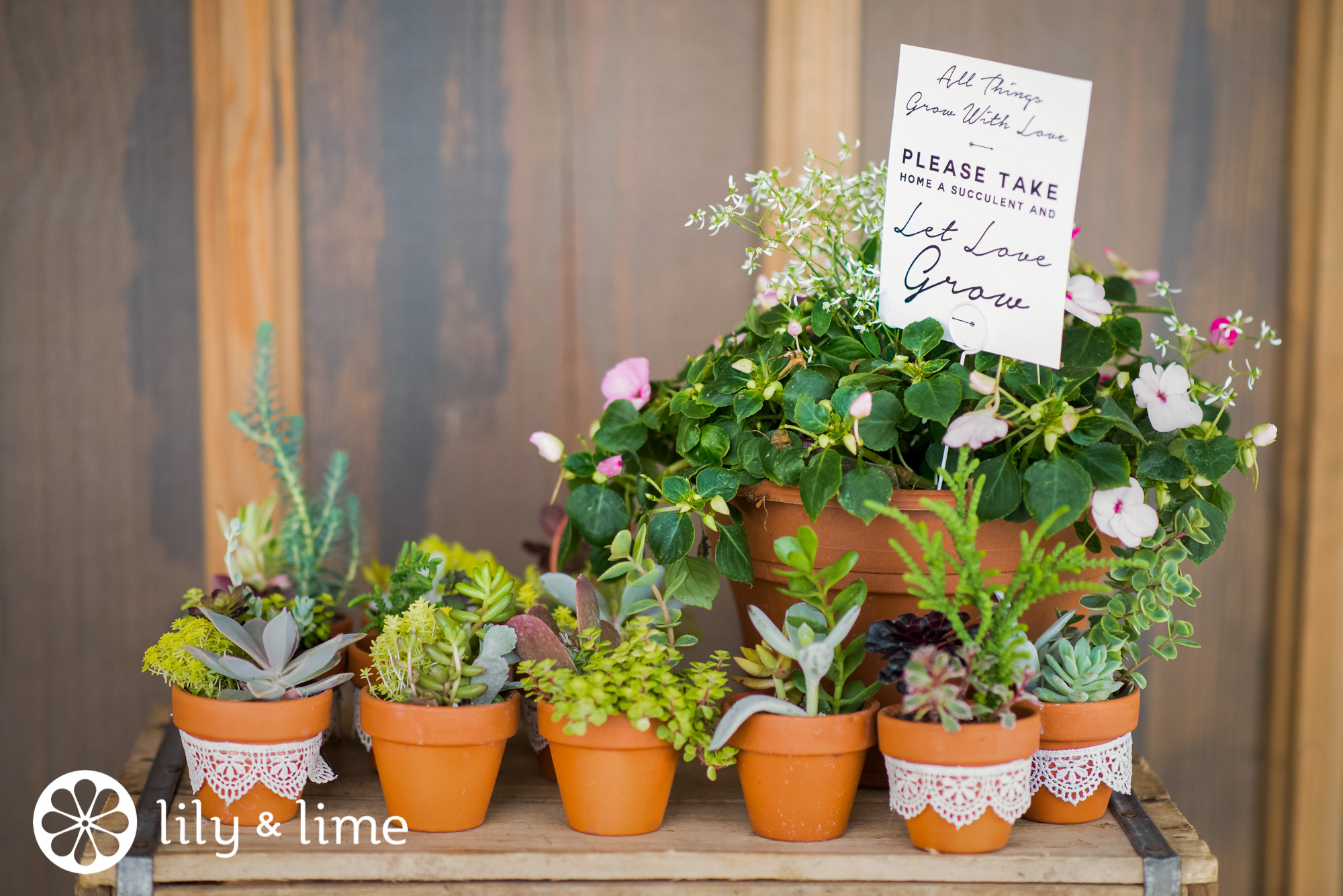 potted plant wedding favors