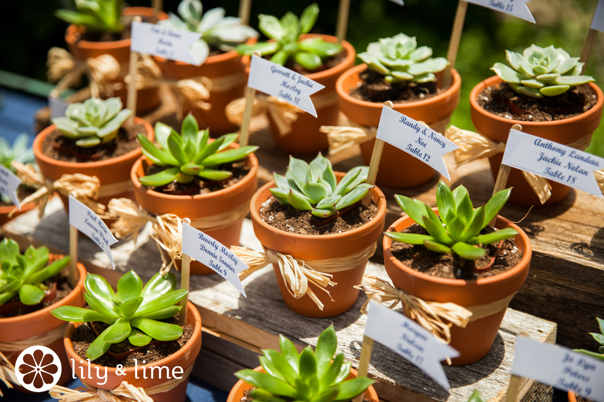 cute succulent wedding favors