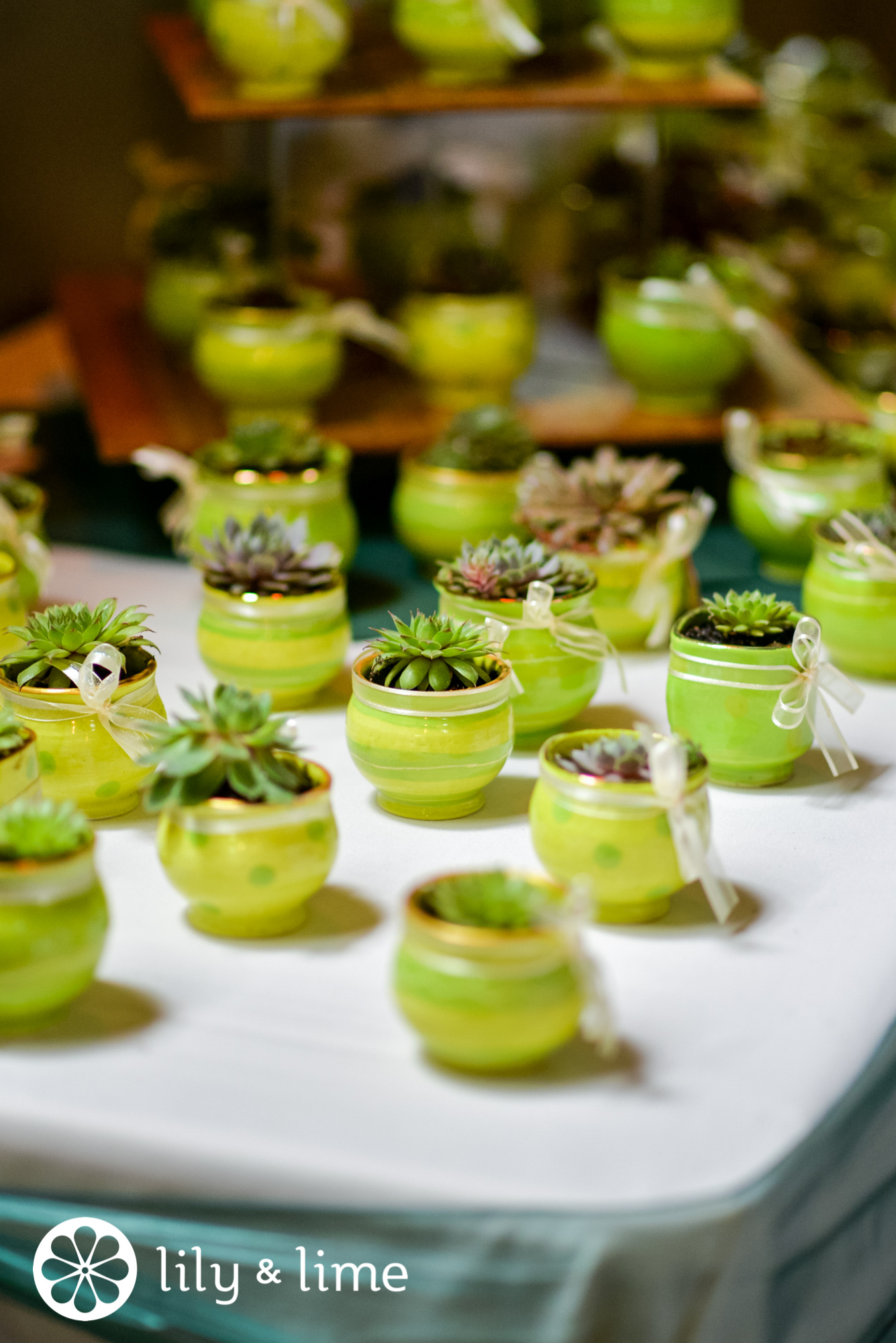 mini succulent wedding favors